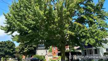 $12M road project faces backlash over planned removal of dozens of trees