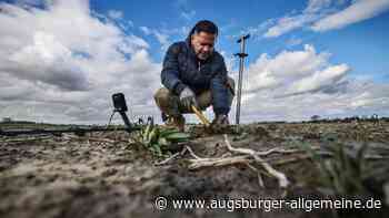 Spektakulärer Fund: Schatzsucher findet mittelalterliche Münzen aus Ulm im Ries