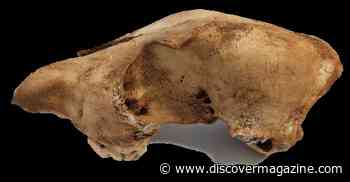 Dingoes and Domestic Dogs: Common Ancestors, but Different Evolutionary Paths