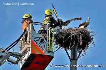 Storchenrettung per Drehleiter