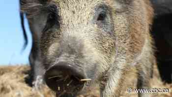 Sask. puts moratorium on wild boar farms, but expert says it might already be too late