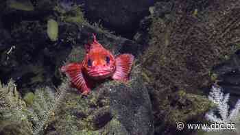 B.C. waters now home to Canada's largest marine protected area