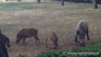 La Regione dà l’ok alla caccia al cinghiale per contrastare la peste suina e tutelare le aree agricole