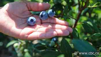 Scorch virus continues to threaten B.C.'s blueberry crop