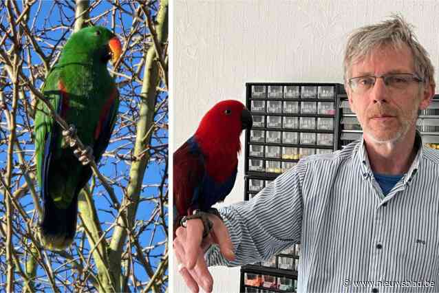 Edelpapegaai Kiwi vliegt al twee jaar vrij als mascotte door Kortemark: “Dat hij zo overleeft, is echt uitzonderlijk”