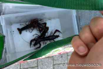 Politie vangt drie kreeften en krab die ontsnapt waren uit restaurant in Wommelgem: “Ze vergaten het zebrapad te gebruiken”