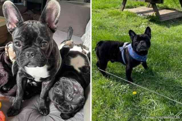 Eddie overleefde jaar geleden nachtje petsitting niet, ‘ervaren’ oppasser moet nu voor mishandeling voor rechter verschijnen