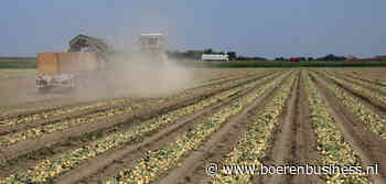 Sorteerders enthousiaster over plantuien dan telers