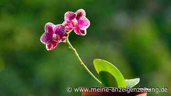 Sommerpflege für Orchideen – so bleiben sie gesund und schön