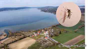 Mückenplage so schlimm wie selten: Touristen stornieren Urlaub – Camper besonders betroffen