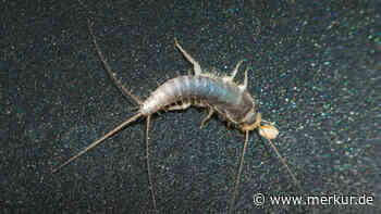 Sie fressen sogar wichtige Dokumente: Wie Sie Papierfischchen aufspüren und loswerden