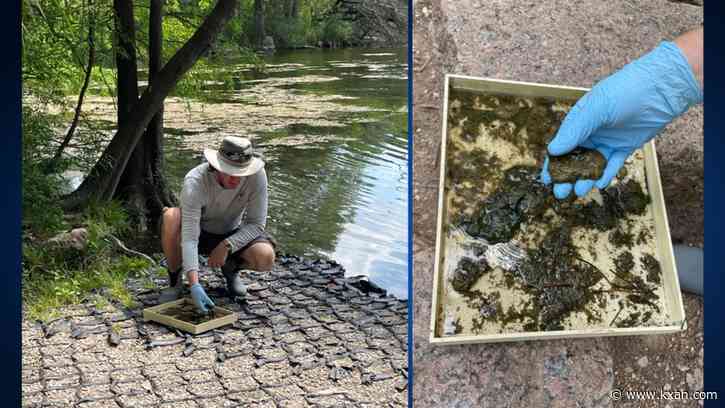 'Rapid change': Potentially toxic blue-green algae mats found at Red Bud Isle, Auditorium Shores