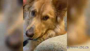 Are you allowed to smash a window to save a dog from a hot car? Lawyers say law isn't clear