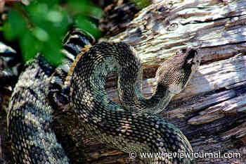 Can rattlesnakes really climb trees? Swim? Here’s what experts say