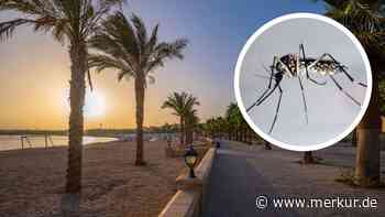 Warnung des Auswärtigen Amtes: Dengue-Gefahr an beliebten Urlaubsorten in Ägypten