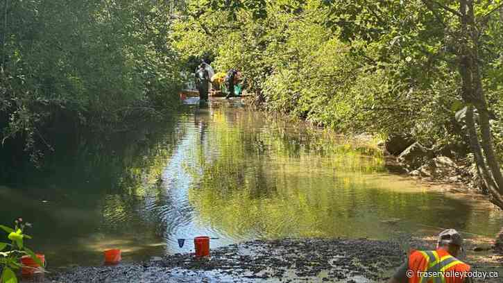 D.F.O. investigating as Abbotsford completes clean up after chemical spill in Stoney Creek