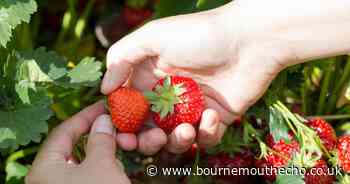 Dorset's best PYO farms to spend time at this summer