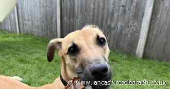 RSPCA Lancashire want to find a forever home for lurcher