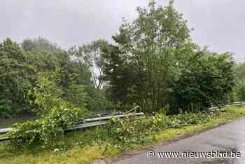 Ellen (23) sterft bij crash in Schelde na bezoek aan zomerbar: “Plots stuurde ze niet meer terug”