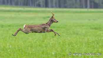 Vorsicht, verliebte Rehe