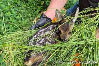Mit den Rehkitzrettern auf der Pirsch