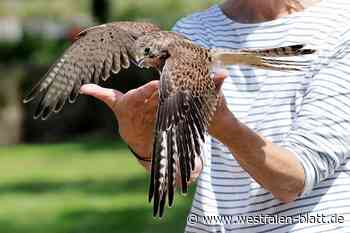 Kleine Turmfalken leben wieder in Freiheit