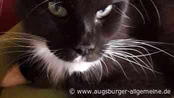 Warum immer öfter Rassekatzen aufgefunden werden