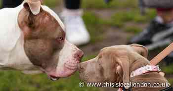 The number of approved XL Bully dogs in Charlton revealed