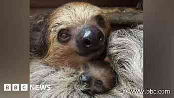 Sloth named Jude in call for Bellingham glory