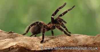 BBC researcher confirms tarantulas inhabit these parts of UK