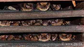 Millions of bats have died from this disease. Now it's been found in Alberta