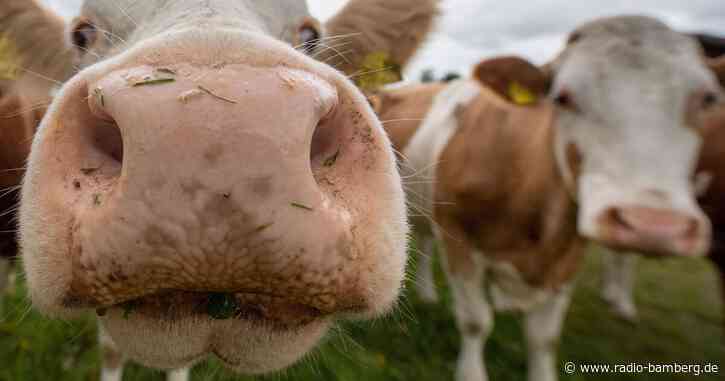 Kühe büxen aus und gehen im Allgäu spazieren