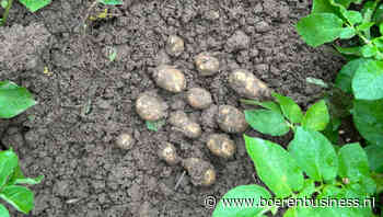 Knolzetting is goed, wel grote verschillen in groei