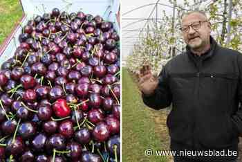 Politie betrapt kersendieven op heterdaad: “Daders hadden 33 kilo in draagtassen bij”