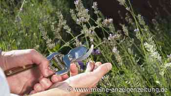 Der perfekte Schnitt: Blüten von Lavendel sollten Sie im Sommer stutzen