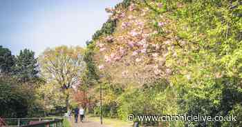 Urban Green Newcastle unveils new creative space in heart of Gosforth Central Park