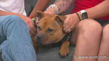 8-month-old Buster looking for his forever home