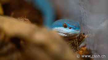 Wie der Algorithmus «Viper» die Börsenhändler ersetzt