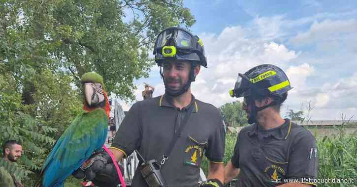 Maltempo nel Milanese, il pappagallo Polly scappa per il temporale e si rifugia su un albero: salvato dai vigili del fuoco
