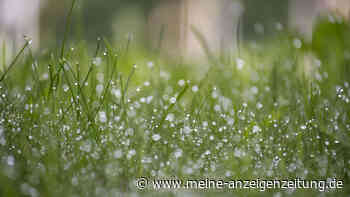 Mähen oder nicht? Wie Sie Ihren Rasen bei Nässe richtig pflegen