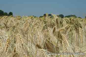 Mit dem Sommerwetter rollen die Mähdrescher im Kreis Herford an