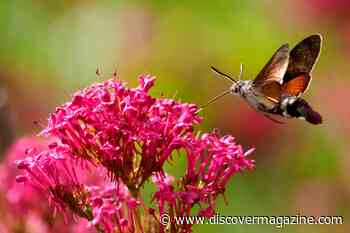 Meet Nature's Impersonator, the Hummingbird Moth: The Insect That Mimics a Bird