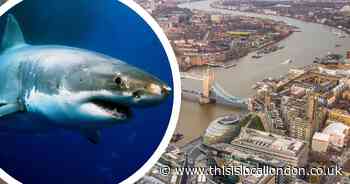 Are there sharks in the River Thames and are they dangerous?
