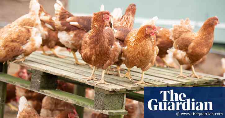 Chicken industry must halt expansion to stop ‘environmental scandal’ in River Severn