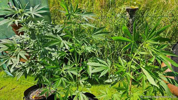 Große Hürden für den Start des Cannabis Social Clubs in Freilassing