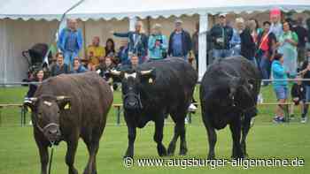 Warten auf den Schiss: Beim Kuhfladen-Bingo ist Geduld angesagt