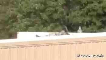 Schüsse auf Ex-Präsidenten: Video zeigt Trump-Attentäter mit Gewehr auf einem Dach