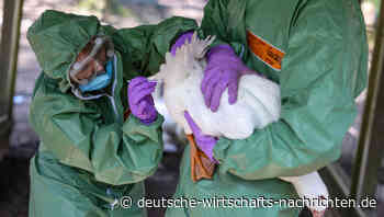 Schutz vor Vogelgrippe: Wie gut ist Deutschland auf die nächste Pandemie vorbereitet?