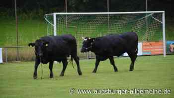 Elfmeterschießen und Kuhfladen-Bingo