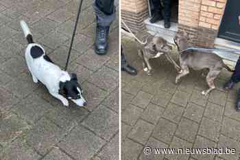 Politie neemt drie verwaarloosde honden in beslag in Merksem: “Honden werden amper of niet uitgelaten”